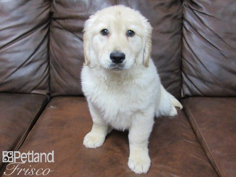 Golden Retriever-DOG-Female-Golden-2634709-Petland Frisco, Texas