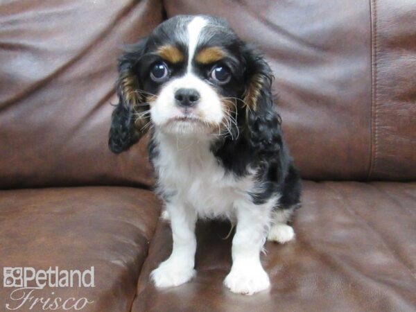 Cavalier King Charles Spaniel-DOG-Male-TRI-24871-Petland Frisco & Mckinney, Texas