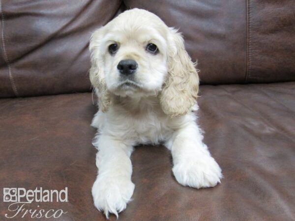 Cocker Spaniel DOG Male Buff 24923 Petland Frisco, Texas