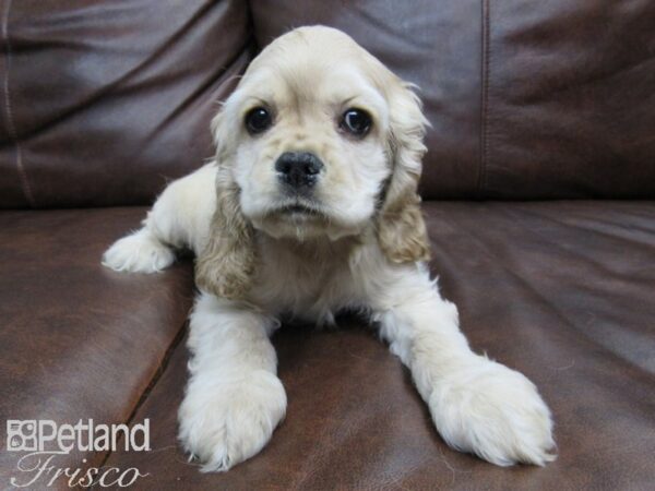 Cocker Spaniel-DOG-Female-Buff-24922-Petland Frisco & Mckinney, Texas