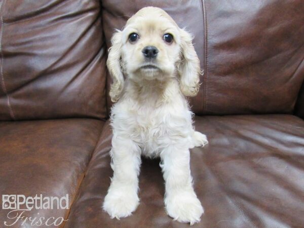 Cocker Spaniel-DOG-Female-Buff-24921-Petland Frisco & Mckinney, Texas