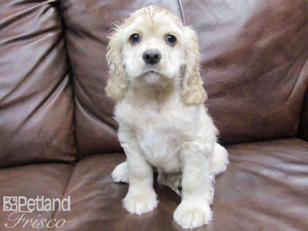 Cocker Spaniel-DOG-Male-Buff-24920-Petland Frisco, Texas