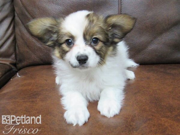 Papillon DOG Male SABLE WHITE 24919 Petland Frisco, Texas