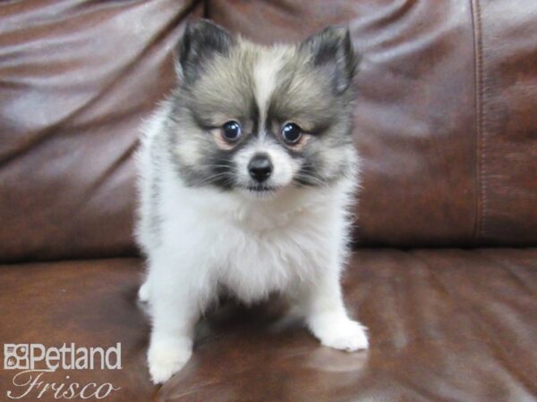 Pomeranian DOG Female SABLE WHITE 24918 Petland Frisco, Texas