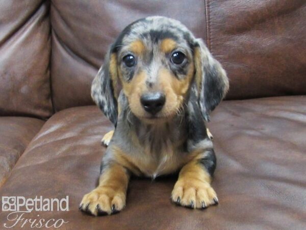 Dachshund-DOG-Male-silver dapple-24917-Petland Frisco & Mckinney, Texas