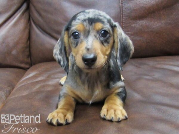 Dachshund DOG Male silver dapple 24917 Petland Frisco, Texas