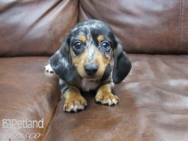 Dachshund DOG Female silver dapple 24916 Petland Frisco, Texas