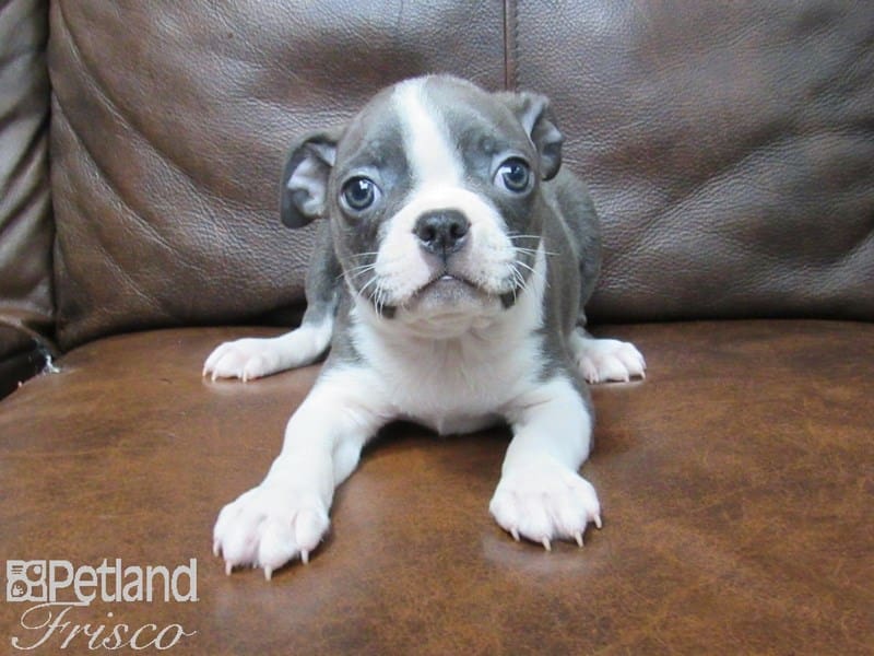 Boston Terrier-DOG-Male-BLUE WHITE-2639585-Petland Frisco, Texas