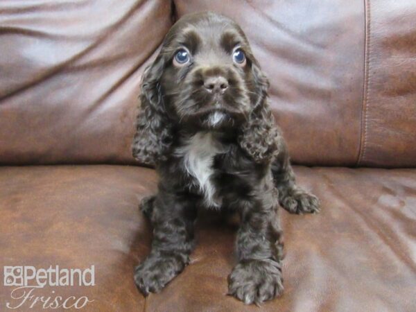 Cocker Spaniel DOG Male CHOC 24914 Petland Frisco, Texas