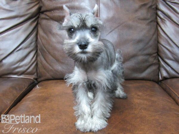 Miniature Schnauzer DOG Female SALT PEPPER 24912 Petland Frisco, Texas