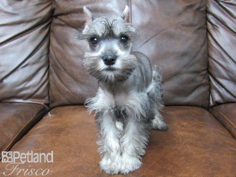 Miniature Schnauzer-DOG-Female-SALT PEPPER-2639603-Petland Frisco, Texas