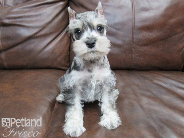 Miniature Schnauzer DOG Male BLUE MERLE 24913 Petland Frisco, Texas