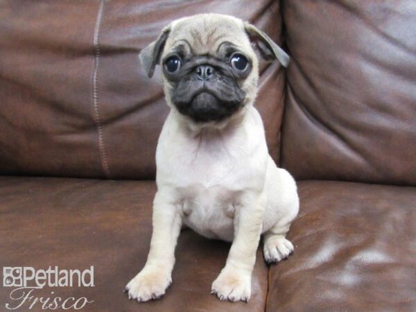 Pug DOG Female FAWN 24910 Petland Frisco, Texas