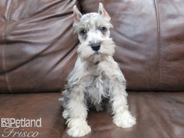 Miniature Schnauzer DOG Male CHOC MERLE 24911 Petland Frisco, Texas