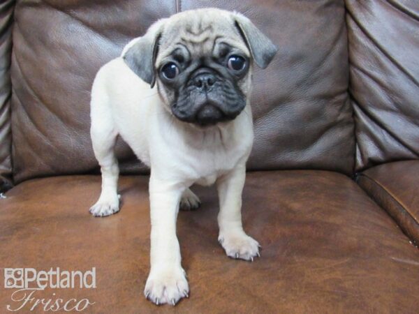 Pug DOG Male FAWN 24908 Petland Frisco, Texas