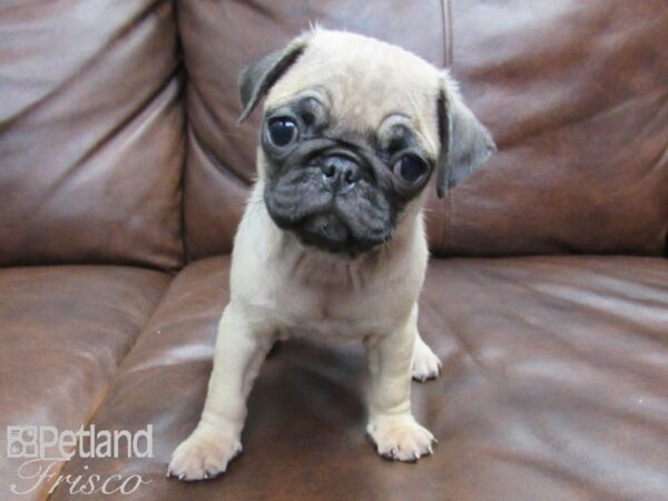 Pug-DOG-Female-FAWN-24909-Petland Frisco & Mckinney, Texas