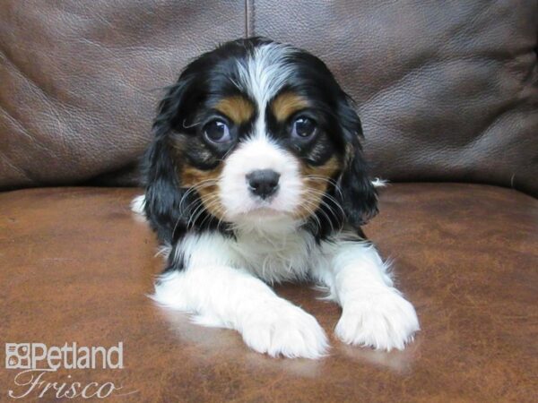 Cavalier King Charles Spaniel DOG Male TRI 24907 Petland Frisco, Texas