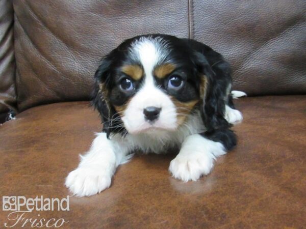 Cavalier King Charles Spaniel DOG Male TRI 24906 Petland Frisco, Texas