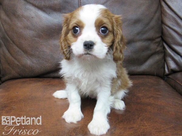 Cavalier King Charles Spaniel DOG Female BLENHEIM 24905 Petland Frisco, Texas