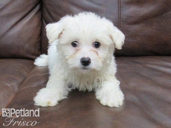 Bichon Frise-DOG-Male-WHITE-24903-Petland Frisco & Mckinney, Texas
