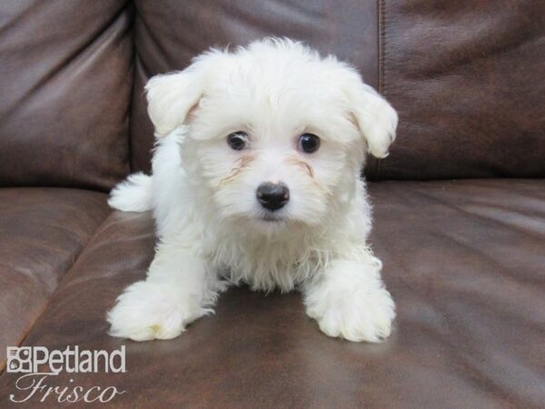 Bichon Frise DOG Male WHITE 24903 Petland Frisco, Texas