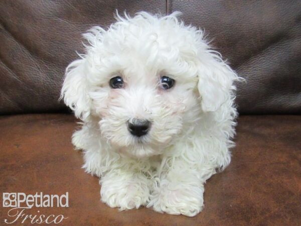 Poo Chon DOG Male White 24902 Petland Frisco, Texas