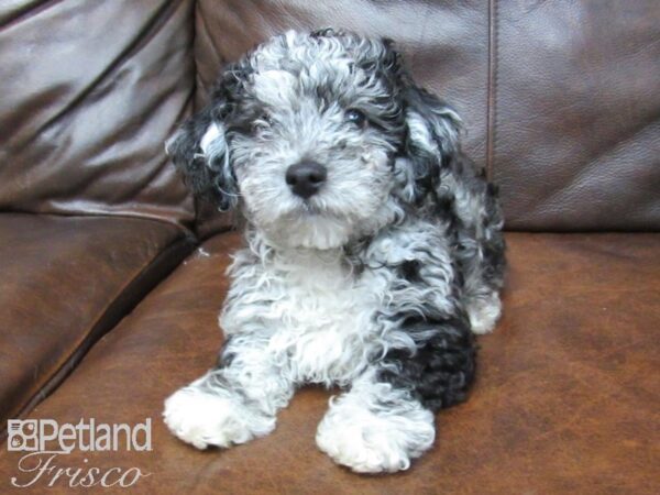 Poo Chon DOG Male BLUE MERLE 24900 Petland Frisco, Texas