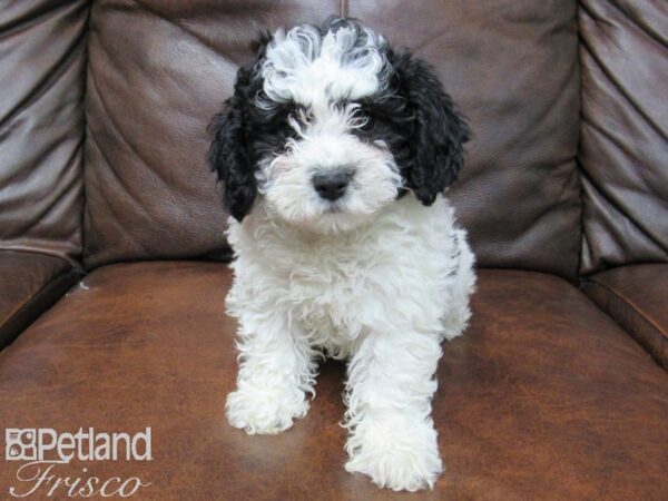 Poo Chon DOG Female White and Black 24901 Petland Frisco, Texas