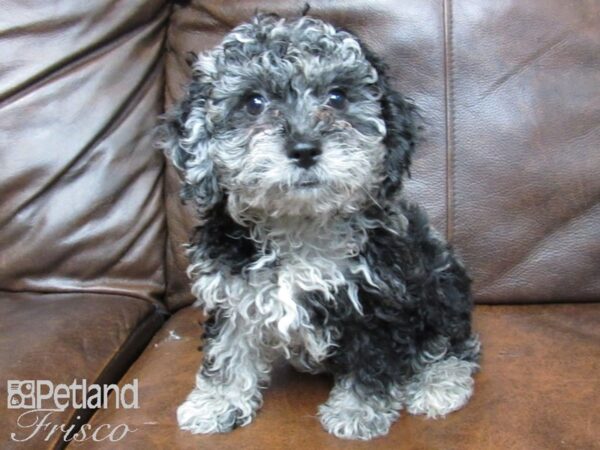 Poo Chon DOG Female BLUE MERLE 24898 Petland Frisco, Texas