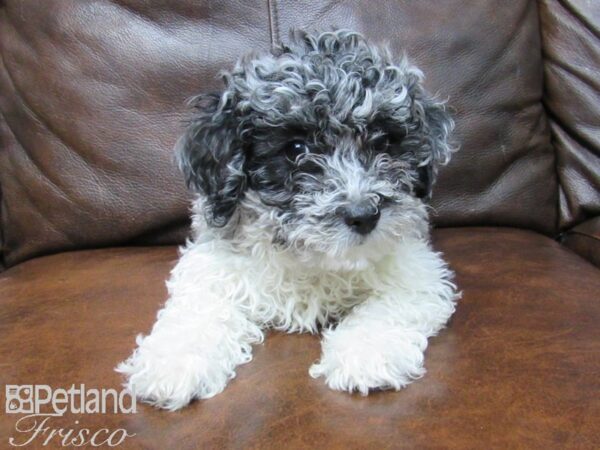 Poo Chon DOG Male BLUE MERLE 24899 Petland Frisco, Texas