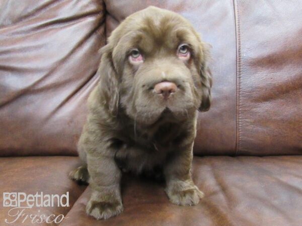 Mini Hippo DOG Male CHOC 24896 Petland Frisco, Texas