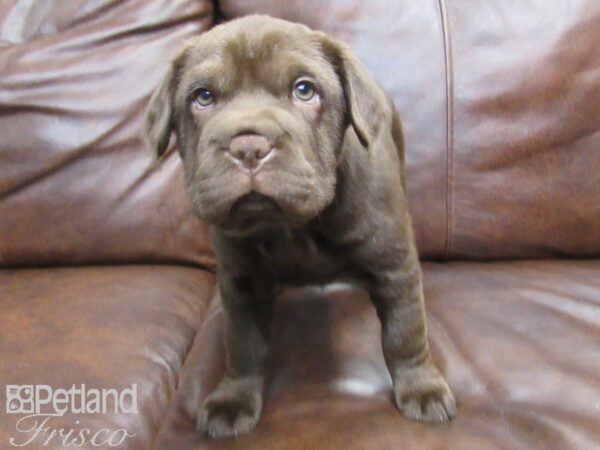 Mini Hippo DOG Male CHOC 24897 Petland Frisco, Texas