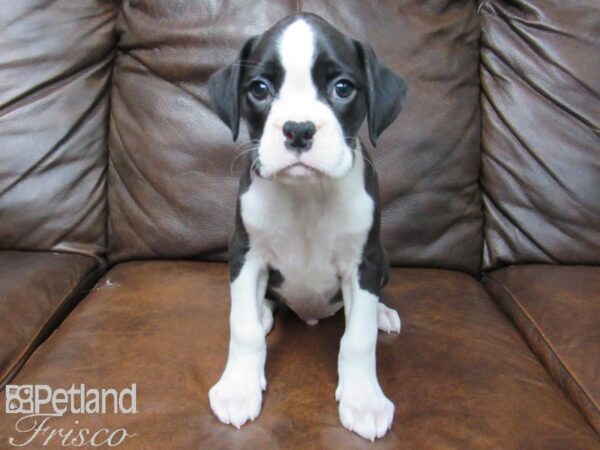 Boxer DOG Male Black White 24894 Petland Frisco, Texas