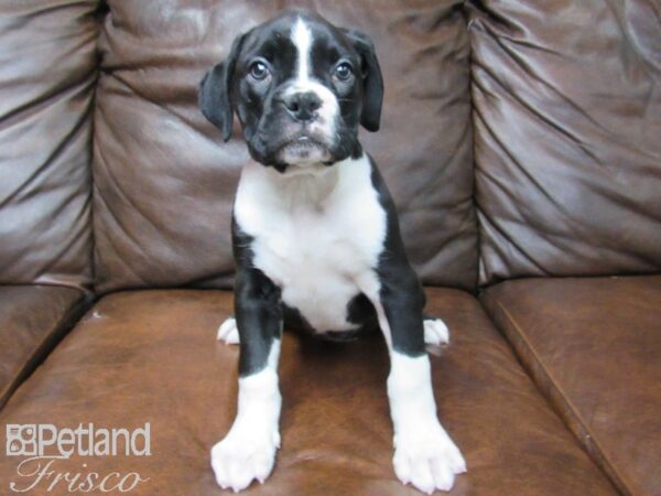 Boxer DOG Male Black White 24895 Petland Frisco, Texas