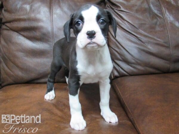 Boxer DOG Female Black White 24892 Petland Frisco, Texas