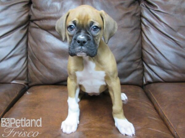 Boxer-DOG-Female-Fawn White-24893-Petland Frisco & Mckinney, Texas