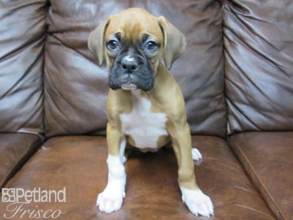 Boxer DOG Female Fawn White 24893 Petland Frisco, Texas