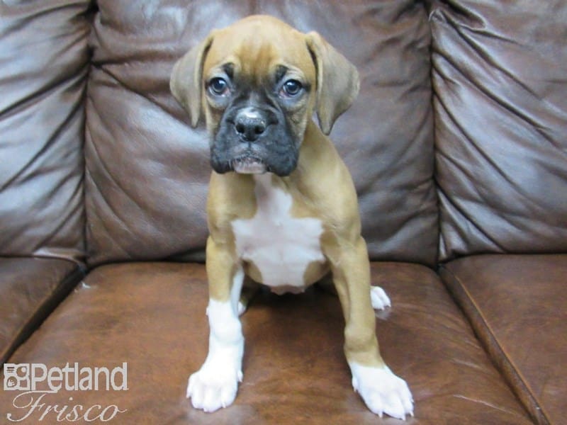 Boxer-DOG-Female-Fawn White-2639523-Petland Frisco, Texas
