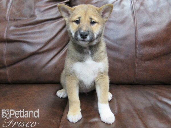 Shiba Inu DOG Male Red Black 24891 Petland Frisco, Texas