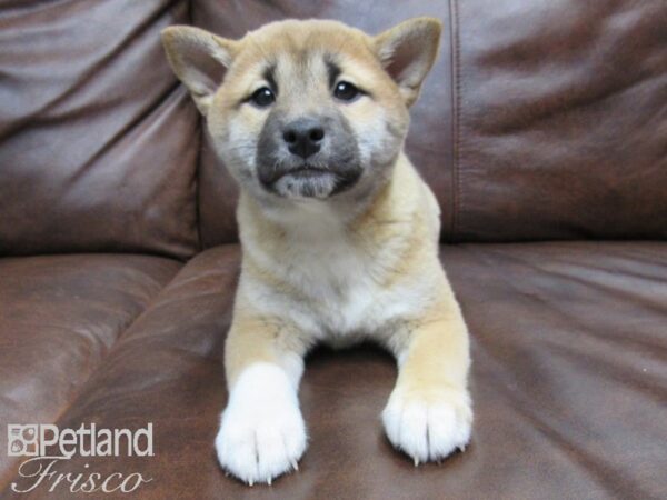 Shiba Inu DOG Female Red Black 24890 Petland Frisco, Texas