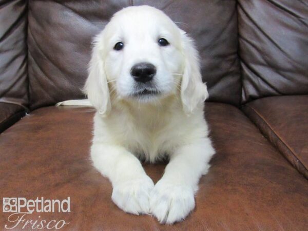 Golden Retriever-DOG-Female-LIGHT GOLDEN-24889-Petland Frisco & Mckinney, Texas