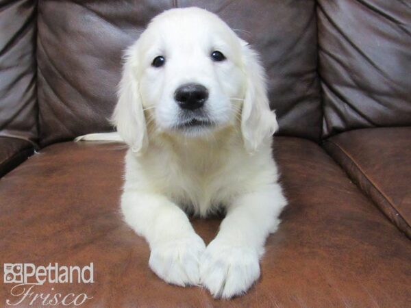 Golden Retriever DOG Female LIGHT GOLDEN 24889 Petland Frisco, Texas