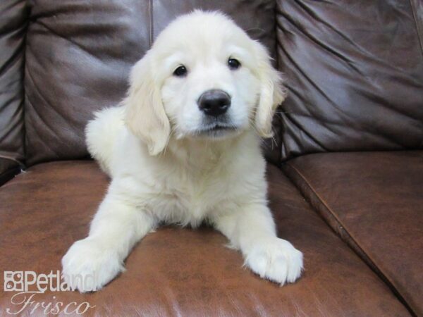 Golden Retriever DOG Male LIGHT GOLDEN 24888 Petland Frisco, Texas