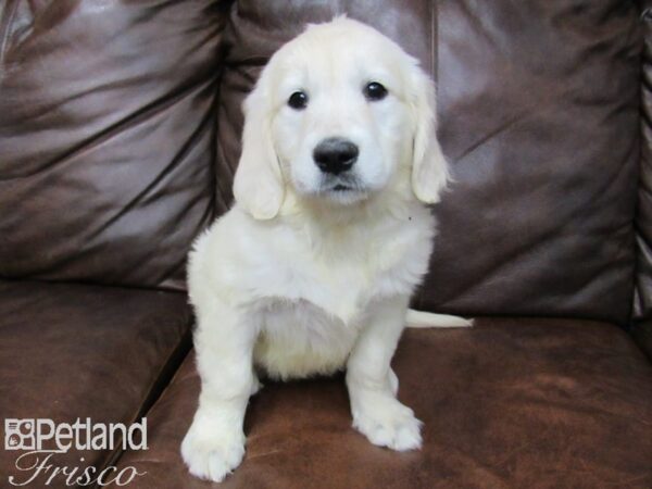 Golden Retriever DOG Female LIGHT GOLDEN 24887 Petland Frisco, Texas