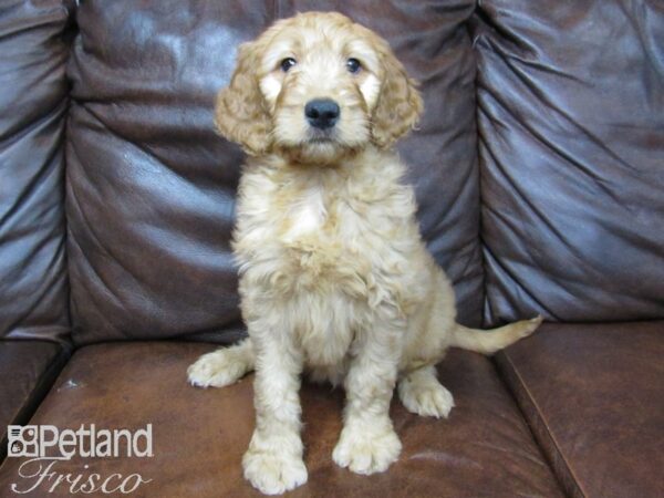 Goldendoodle DOG Male Golden 24886 Petland Frisco, Texas