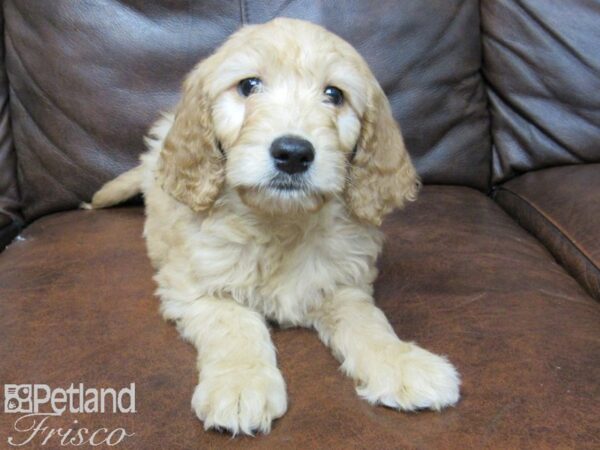 Goldendoodle DOG Female Golden 24885 Petland Frisco, Texas