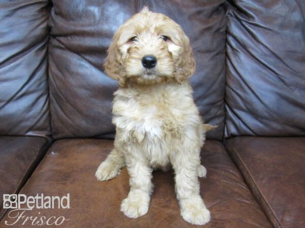 Goldendoodle DOG Female Golden 24884 Petland Frisco, Texas