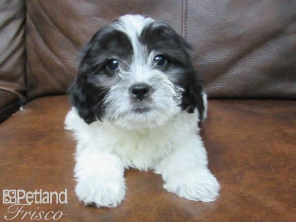 Shih-Poo DOG Female Black and White 24883 Petland Frisco, Texas