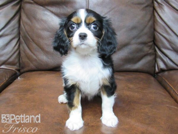 Cavalier King Charles Spaniel DOG Female Tri 24882 Petland Frisco, Texas