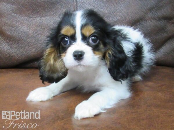 Cavalier King Charles Spaniel DOG Male Tri 24881 Petland Frisco, Texas